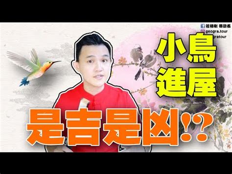 鳥自己飛來|家裡來鳥,代表什麼意思,家中來鳥什麼意思